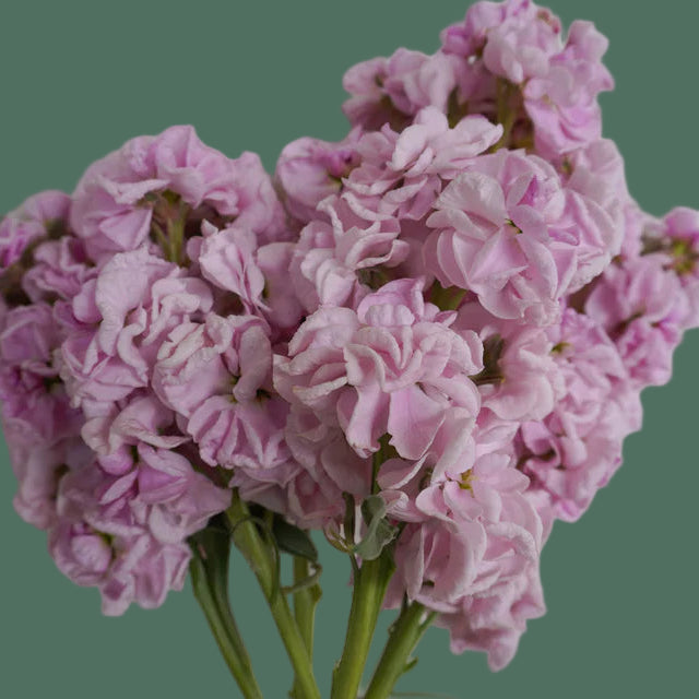 2026 Week 7 | Stock Katz | Cherry Blossom