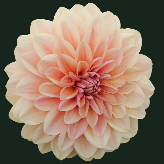 World Series Collection - Sturm Sweet Maria (Read Description)