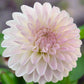 Dahlia 'Tahoma Stellar Feller'