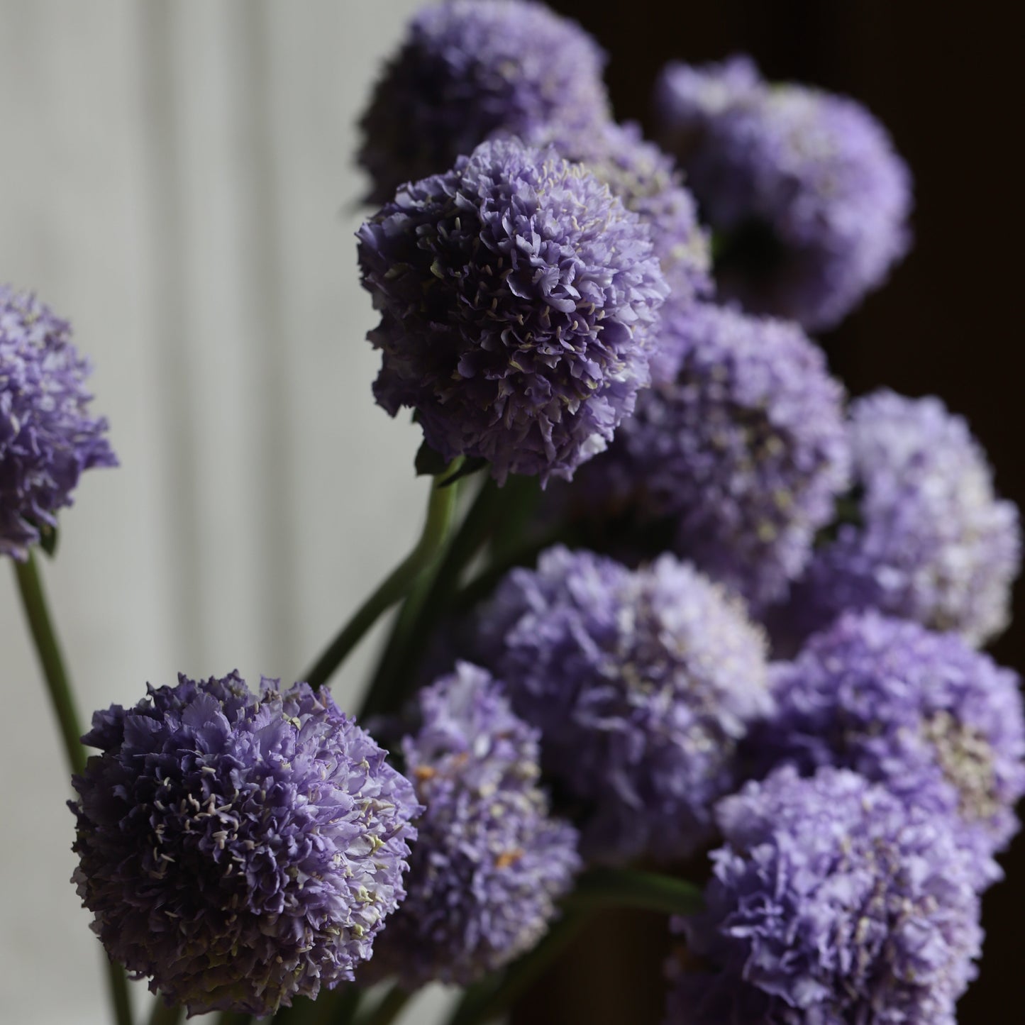 2026 Week 10 | Scabiosa Bon Bon Scoop Teaberry | 4 Pack