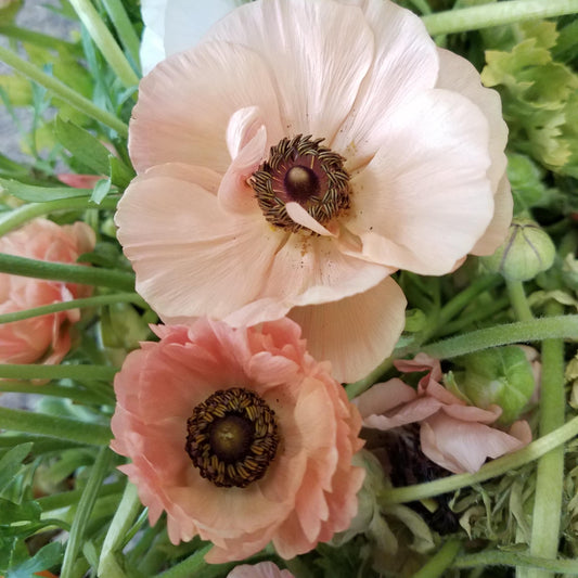 Ranunculus Tecolote Salmon - 20 Pack