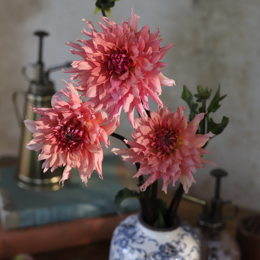 Dahlia 'Terracotta'