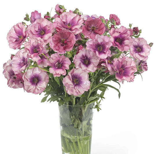 Ranunculus Butterfly™ Thiva® - 5 Pack