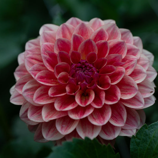 Dahlia 'Tuscany' - Spring Shipped