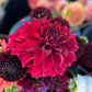 Dahlia 'Ukraine Free'