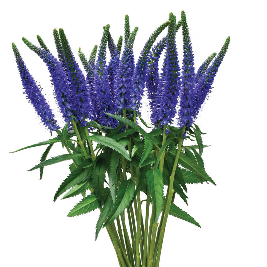 Week 14 | Veronica Skyler™ Blue | 4 Pack