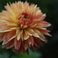 Dahlia 'Verrone's 14-30'