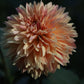 Dahlia 'Verrone's 14-30'