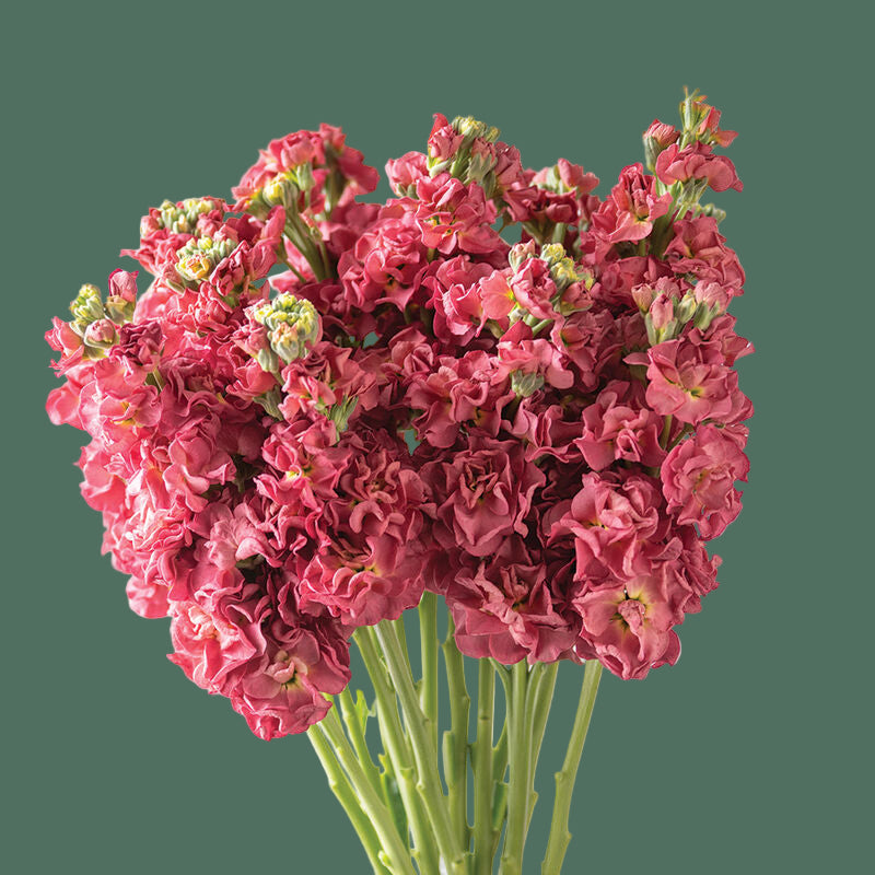 2026 Week 7 | Stock Murakami | Vintage Brown