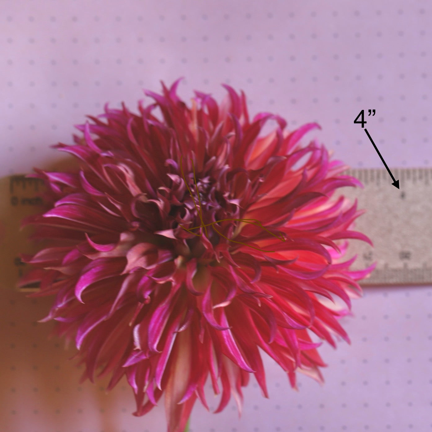 Dahlia 'Vista Minnie'