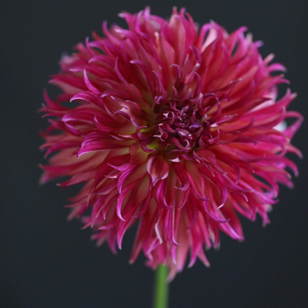 Dahlia 'Vista Minnie'