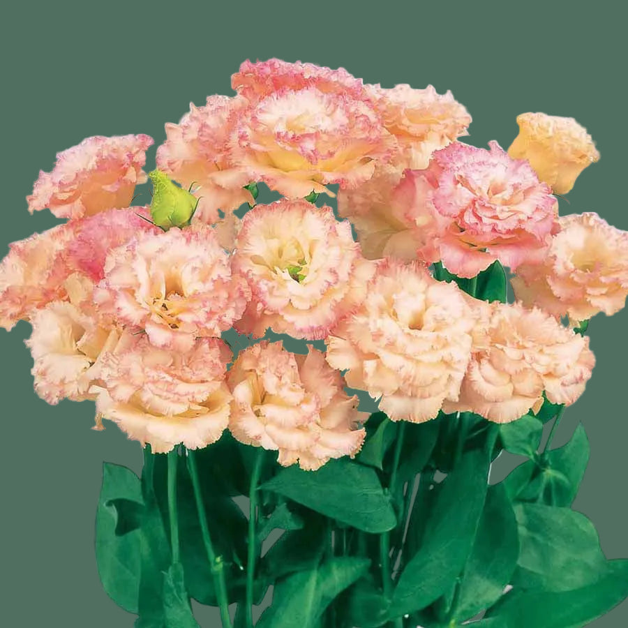 2026 Week 8 | Lisianthus Voyage 2 Champagne | 10 Pack