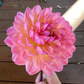 Dahlia 'Sandia Bliss'