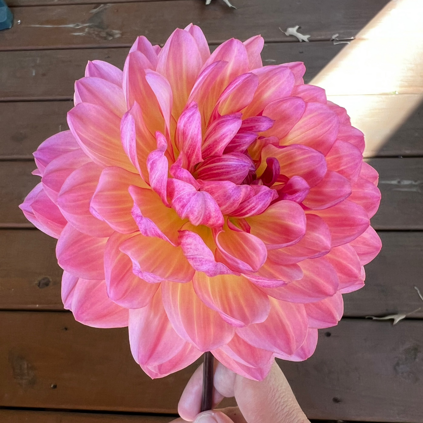 Dahlia 'Sandia Bliss' - ROOTED CUTTING