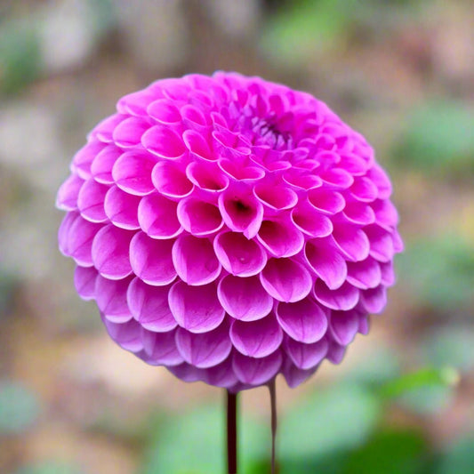 Dahlia 'Westerton Folly' - Ball (1 tuber)