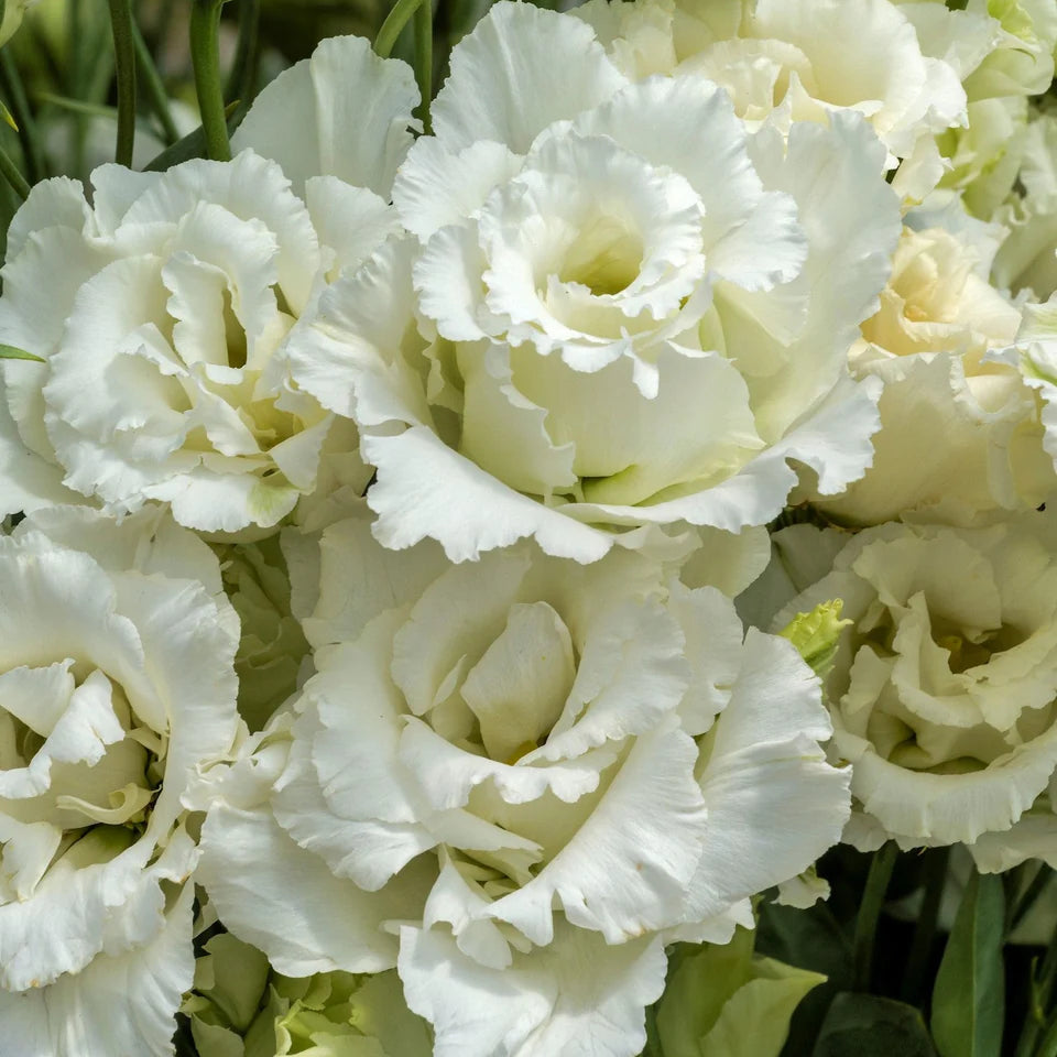 2026 Week 8 | Lisianthus Voyage White | 10 Pack