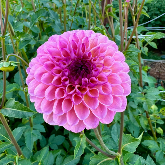 Dahlia 'Wine Eyed Jill' PINK - Spring Shipped
