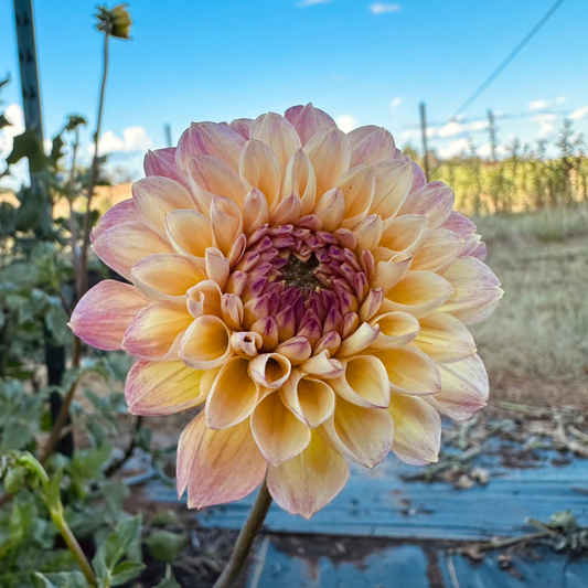 Dahlia 'Wine Eyed Jill' YELLOW- Formal Decorative (1 tuber)