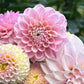 Dahlia 'Wizard of Oz Dahlia'