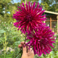 Dahlia 'River's Mitchell'