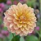 Dahlia 'Wyn's N.E.W. Pastel'