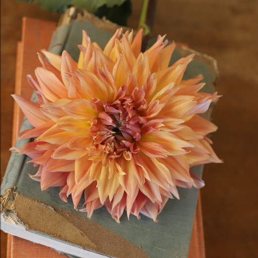 Dahlia 'Wyn's Farmer Walt' - Semi-Cactus (1 tuber)