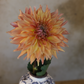 Dahlia 'Wyn's Farmer Walt'