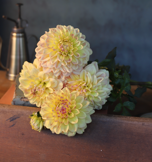 Dahlia 'Wyn's N.E.W. Pastel' - Informal Decorative (1 tuber)