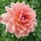 Dahlia 'Yvonne'