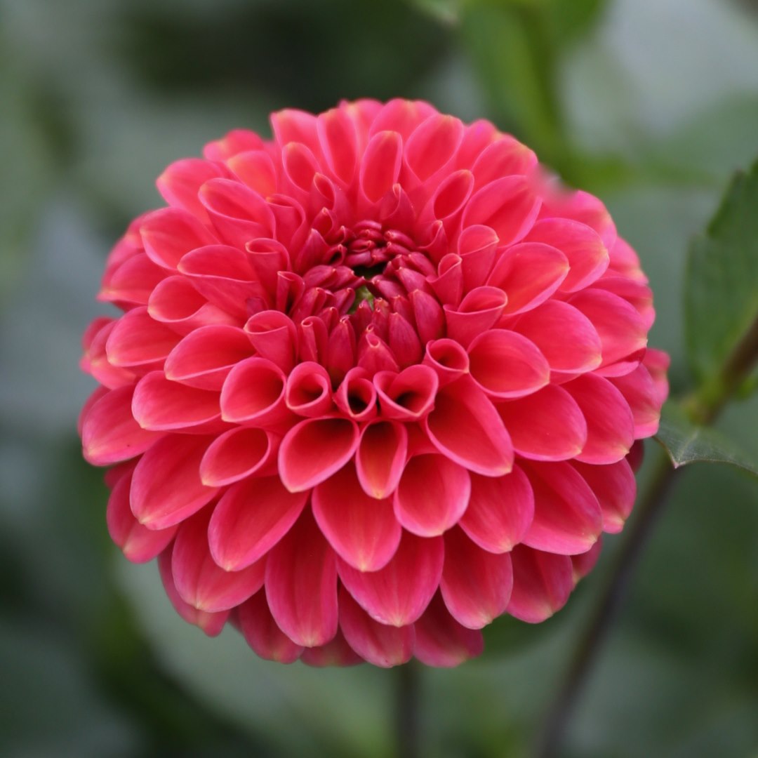 Dahlia 'Zundert Mystery Fox' - Miniature-Ball (1 tuber)