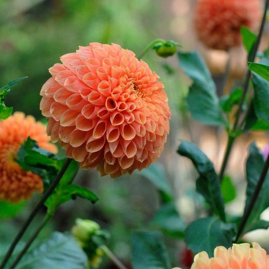 Dahlia 'Bantling'