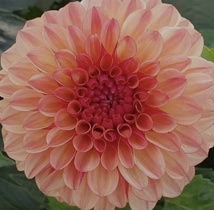 Bonanza Dahlia