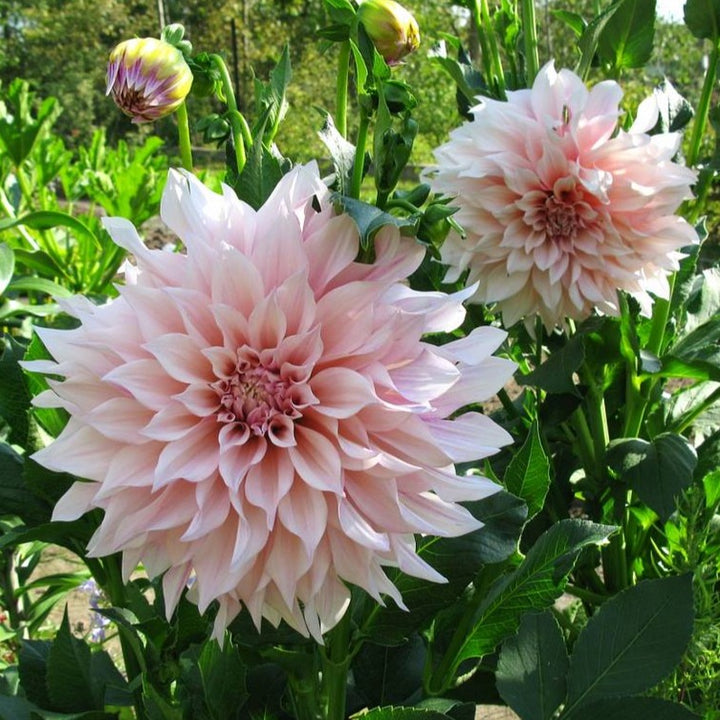 Spring Shipped Dahlias Fuirk Home