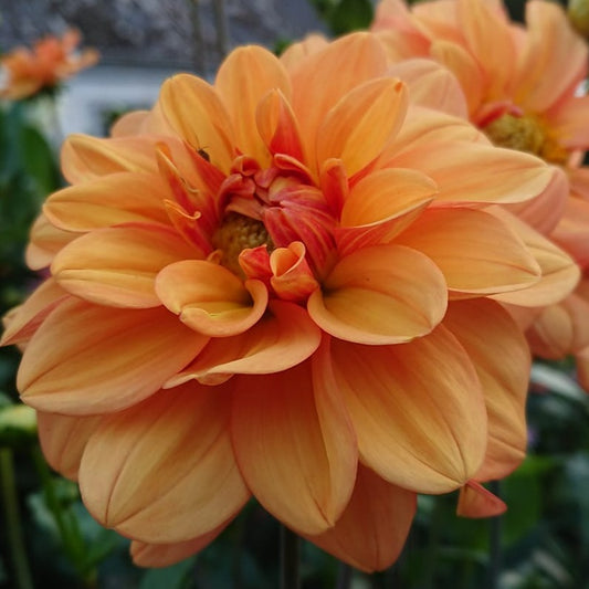 Ginger Snap Waterlily Dahlia