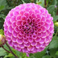 Dahlia 'Isabel'