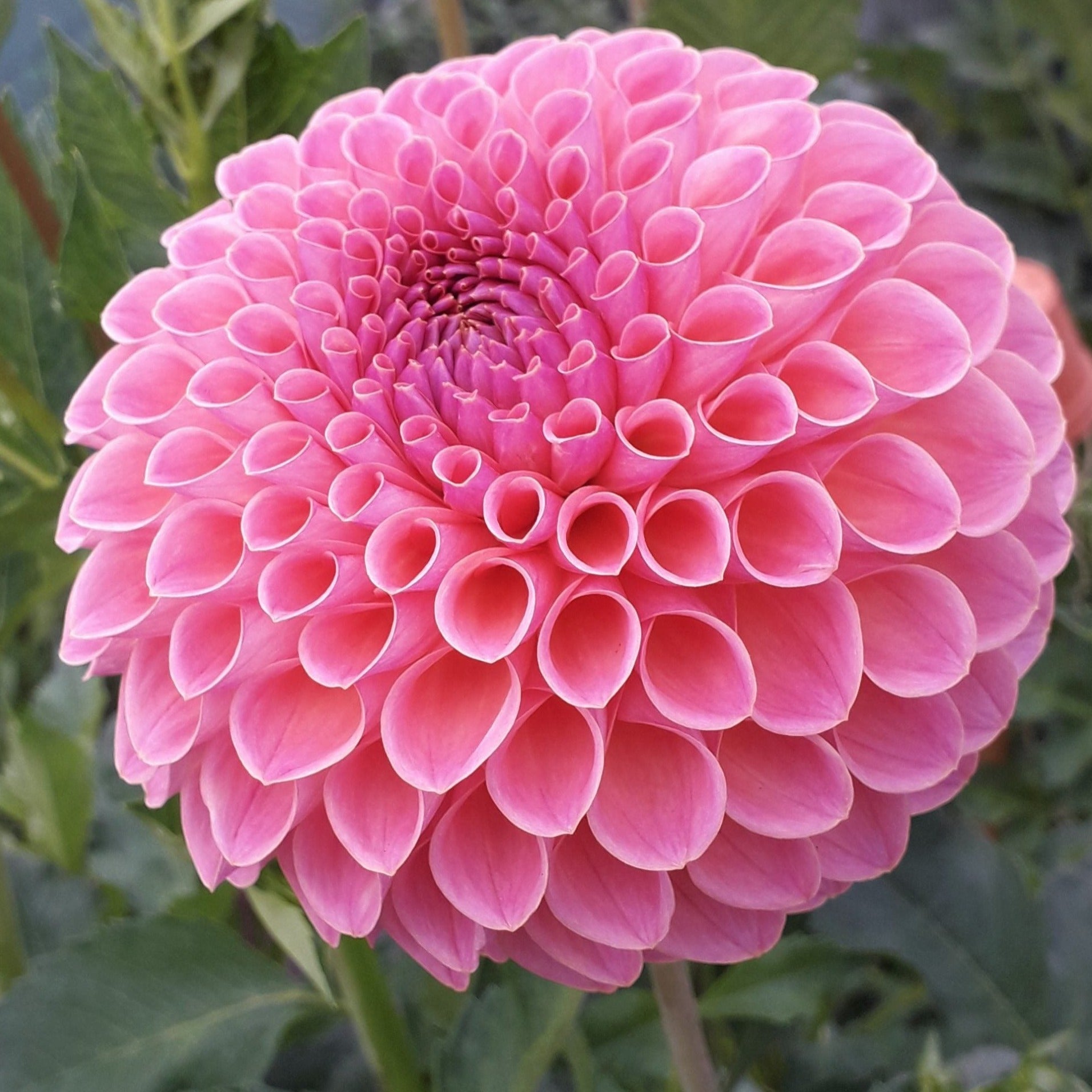 Dahlia 'Jowey Winnie' - Ball (1 tuber) – Fuirk Home