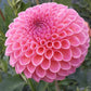 Dahlia 'Jowey Winnie'