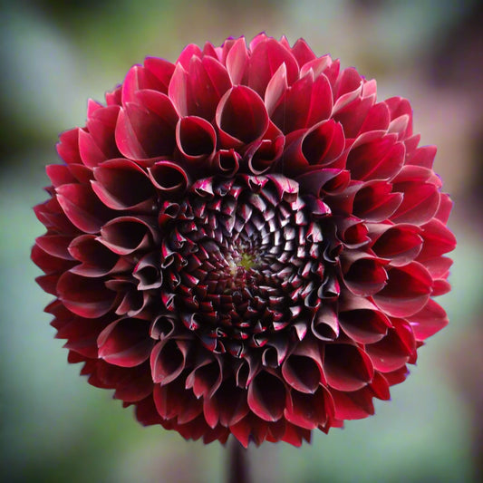 Dahlia 'Jowey Mirella' - Ball (1 tuber)