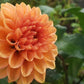 Dahlia 'Renate Tosio'