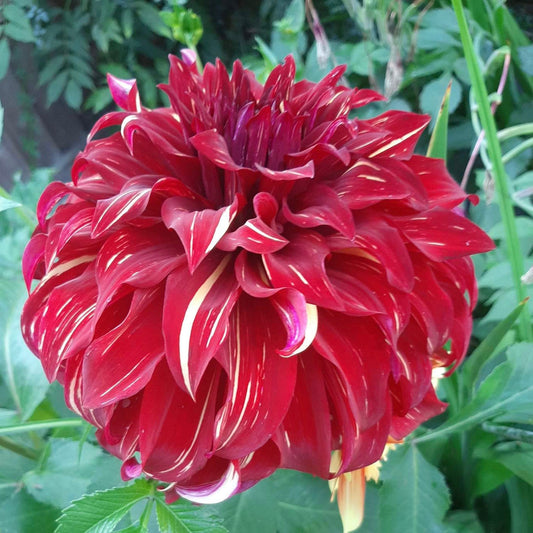 Dahlia 'Bohemian Spartacus' - Informal Decorative (1 tuber)