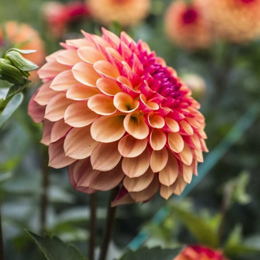 Dahlia 'Bonanza' - Formal Decorative (1 tuber)