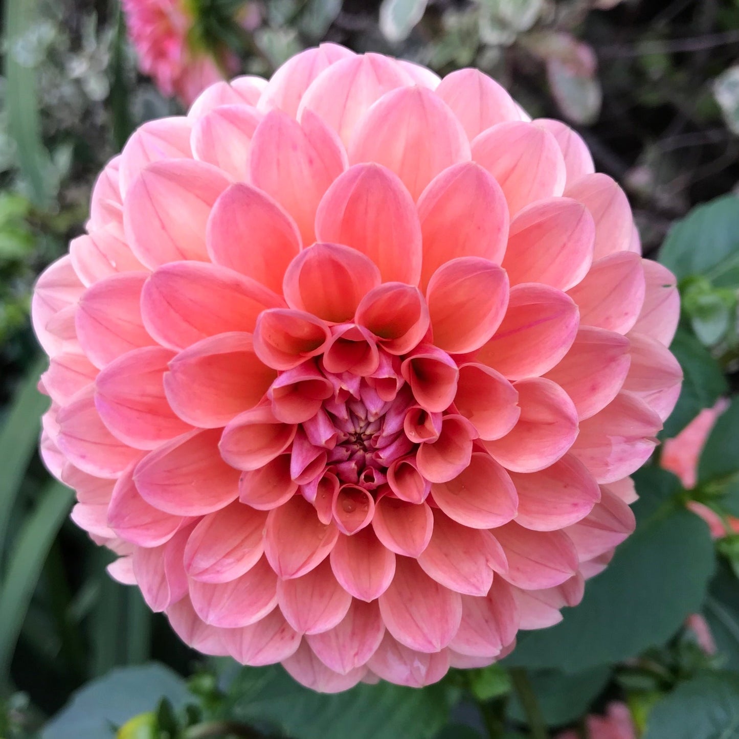 Dahlia 'Jowey Winnie' - Ball (1 tuber)