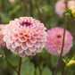 Dahlia 'Wine Eyed Jill' PINK