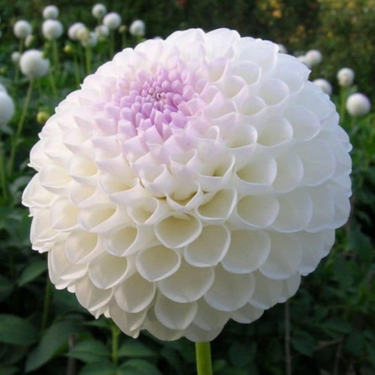 Dahlia 'Eveline'