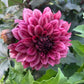 Dahlia 'Night Silence'