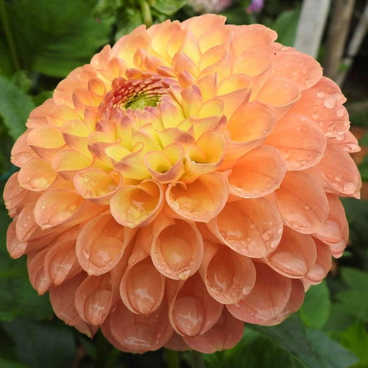 Jowey Nicky Dahlia