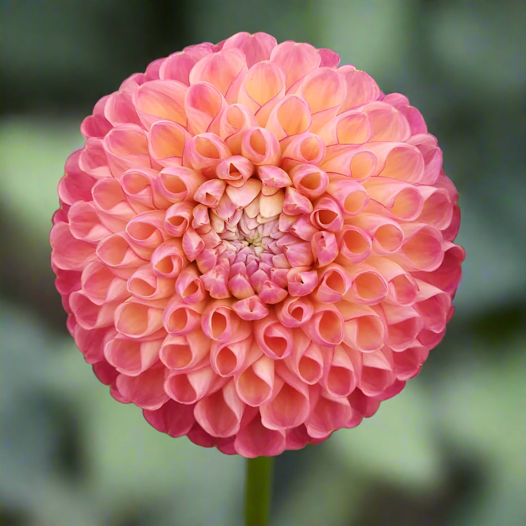 Dahlia 'Jowey Frambo' - Miniature Ball (1 tuber)