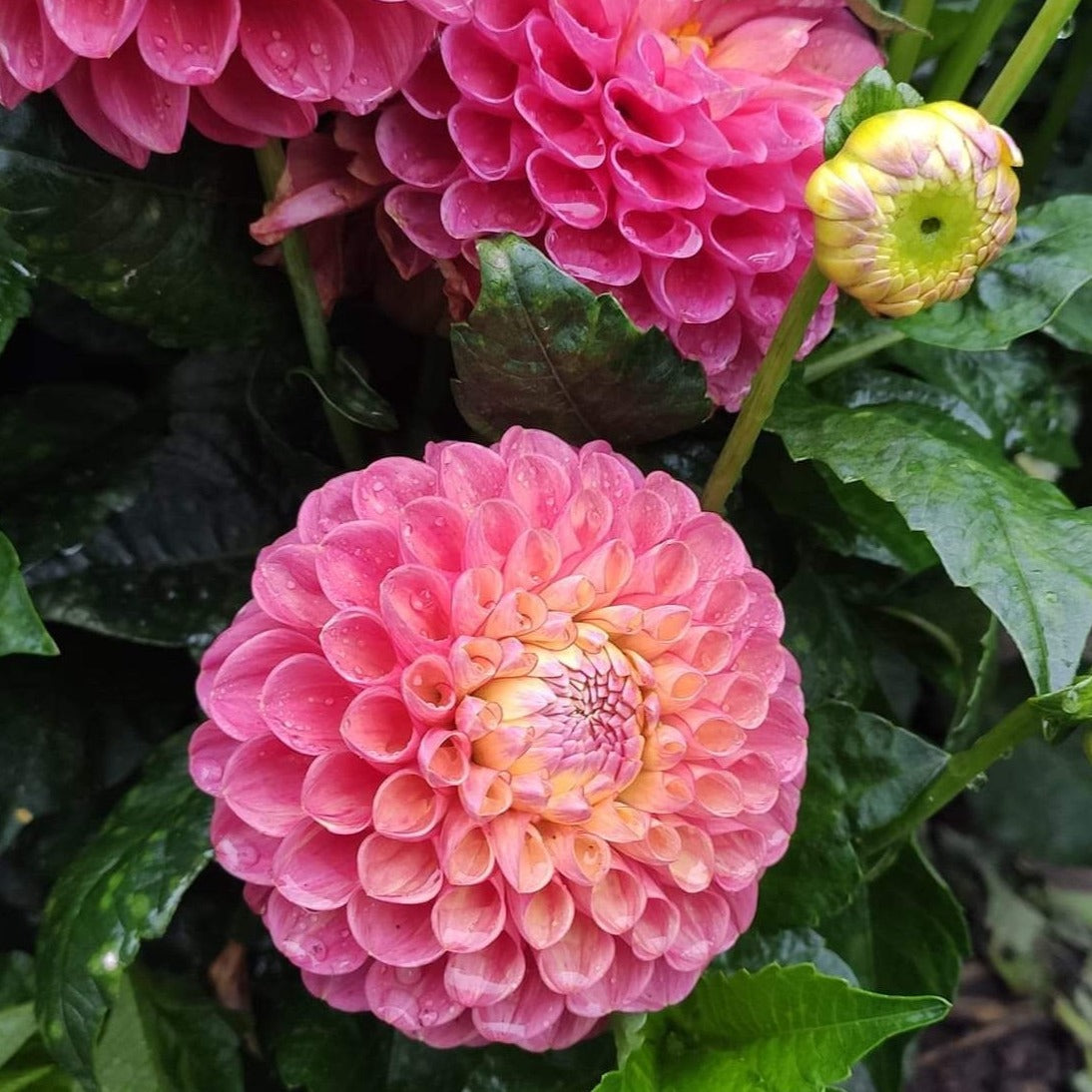 Dahlia 'Jowey Frambo' - Miniature Ball (1 tuber)