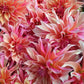 Dahlia 'Labyrinth'