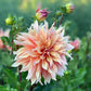 Dahlia 'Labyrinth'
